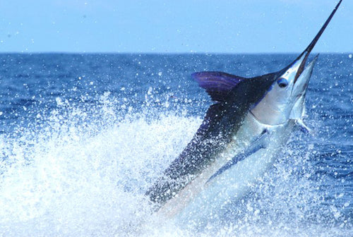 First Annual Pelagic Pura Vida Blue Marlin Classic