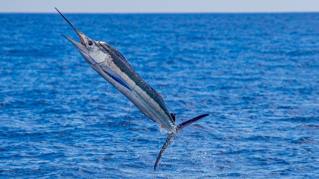 PELAGIC TRIPLE CROWN MOST Tournaments THE – AND Pelagic EXCITING FISHING CLOSEST DELIVERS OF